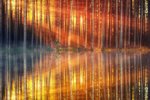 Sunset Day Light Lake Forest 4k