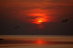 Sunset Dusk Dawn Evening Sun Birds Flying