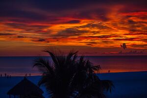 Sunset Palm Trees Ocean Beautiful View 4k
