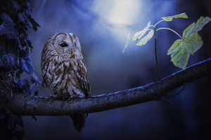 Tawny Owl In Moonlight