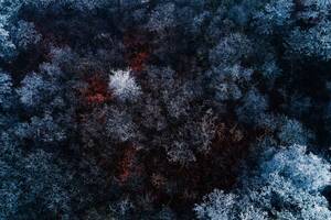 The Red Ice Forest