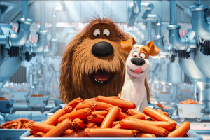 The Secrete Life of Pets Animated Movie Wallpaper