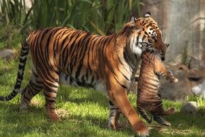 Tiger Carrying Cubs (1336x768) Resolution Wallpaper