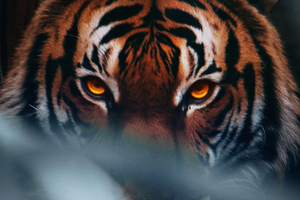 Tiger Face 4k Wallpaper