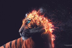 Tiger Fire Graphics Wallpaper