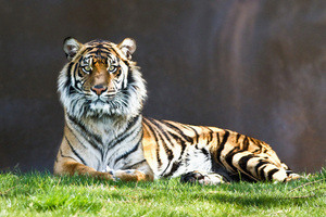 Tiger Look 4k