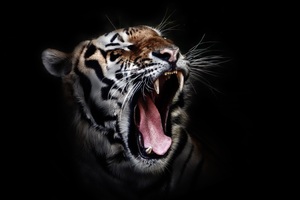 Tiger Open Mouth
