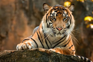 Tiger Paws 4k
