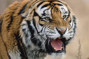 Tiger Roaring (1600x1200) Resolution Wallpaper