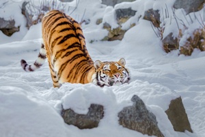 Tiger Snow