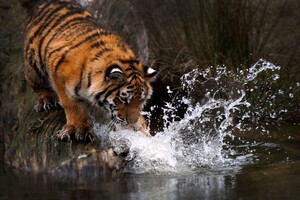 Tiger Water 4k