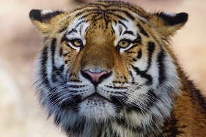 Tiger Wild Animal 4k