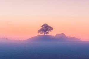 Tree And Mist (320x240) Resolution Wallpaper