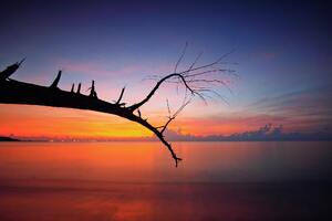 Tree Branch Sunset View