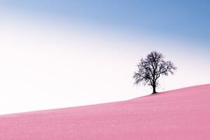 Tree Pink Desert 10k Wallpaper