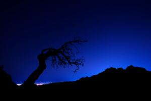 Tree Silhouette Under Azure Sky (1600x900) Resolution Wallpaper