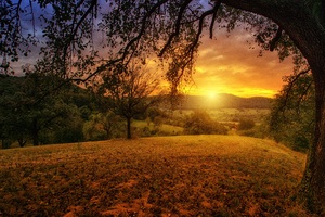 Tree Sun Aesthetic Dawn Landscape Panorama
