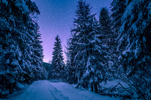 Trees Covered With Snow Freezing Forest Winter 5k Wallpaper