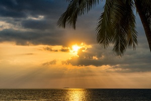 Tropical Palm Tree Beside Sunset Ocean 5k