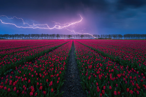 Tulip Field Lightning 4k (3840x2160) Resolution Wallpaper