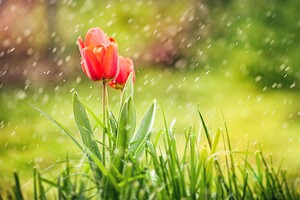 Tulip Rain HD Wallpaper