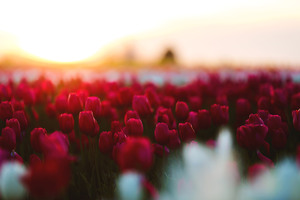 Tulips Flowers Field