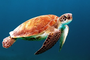 Turtle Reptile Underwater (1024x768) Resolution Wallpaper