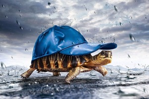 Turtle With Cap Raining