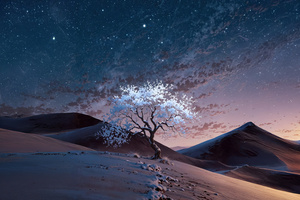 Twilight Bloom In The Dunes (2560x1700) Resolution Wallpaper