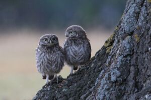 Two Owls Sitting On Branch 4k
