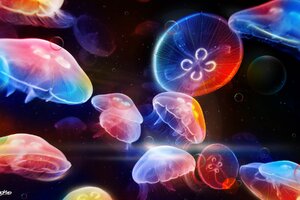 Underwater Jellyfishes