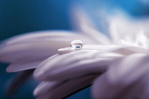 Water Drop Flower