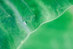 Water Drop On Leaf Macro 4k
