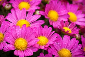 Water Drops On Pink Daisies