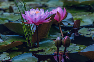 Water Lilies In Pond Wallpaper