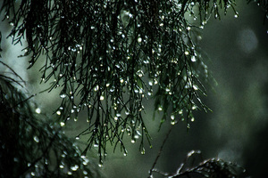 Wet Leaves Raindrops Nature (1600x1200) Resolution Wallpaper