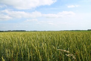 Wheat Field (320x240) Resolution Wallpaper