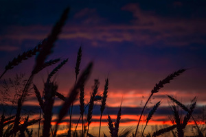 Wheats During Dawn In Landscape Photography Wallpaper