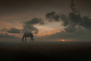 Whispers Of The Wild A Horse S Moment Of Peace In The Meadow Wallpaper