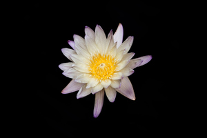 White And Yellow Flower Black Background 5k (5120x2880) Resolution Wallpaper