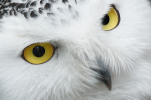 White Bird Eyes