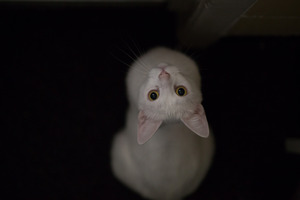 White Cat Eyes