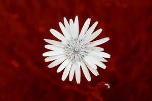 White Flower 8k