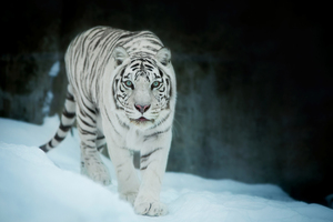 White Tiger In Snow