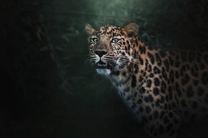 Wild Jaguar (1280x720) Resolution Wallpaper