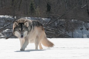 Wild Wolf 5k