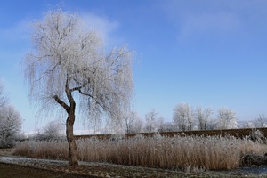 Winter Nature Frost Trees 5k