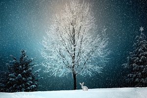 Winter Snow Tree 5k Wallpaper