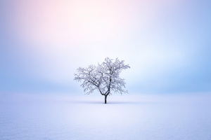 Winter Trees Snow 4k (1152x864) Resolution Wallpaper