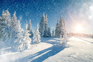 Winter Trees Snow Season 5k Wallpaper